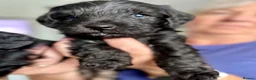 Miniature Schnauzer dogs for sale: Stunning and Rare little Toy Schnoodles - Advert 11