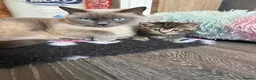 British Shorthair cats for sale: 4 British short hair kittens  - Advert 3