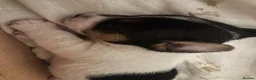 Jack Russell dogs for sale: Adorable boy puppy - Advert 7