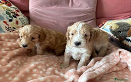 Cockapoo dogs for sale: F1 Cockapoo Puppies 5⭐️⭐️⭐️⭐️⭐️ Breeder - Image 4