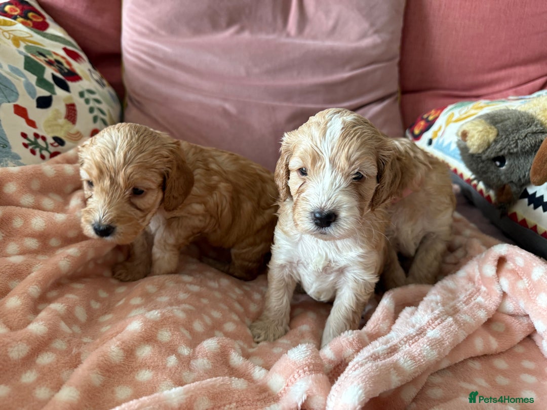 Cockapoo dogs for sale: F1 Cockapoo Puppies 5⭐️⭐️⭐️⭐️⭐️ Breeder - Image 4