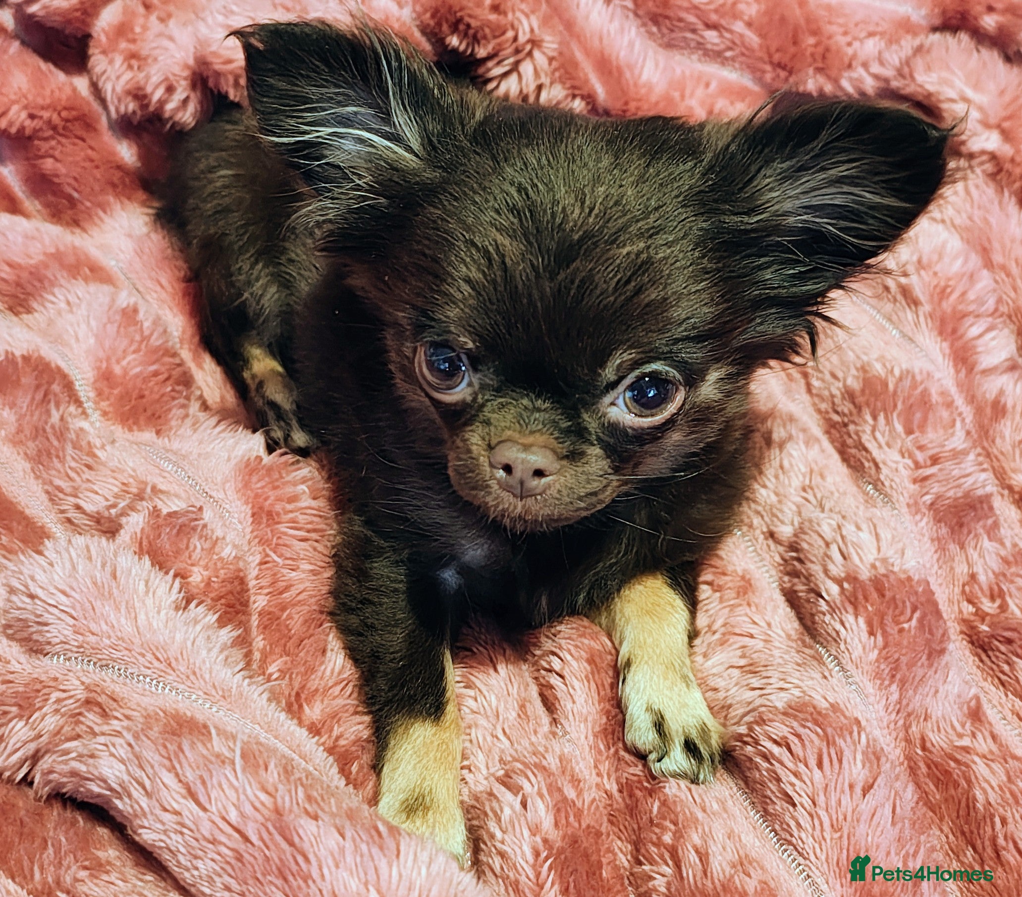 Chihuahua dogs Chihuahua puppy for sale  - Advert 18