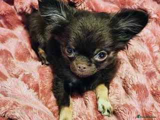 Chihuahua dogs Chihuahua puppy for sale - Advert 12