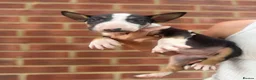 English Bull Terrier dogs for sale: ENGLISH BULL TERRIER PUPPYS - Advert 30