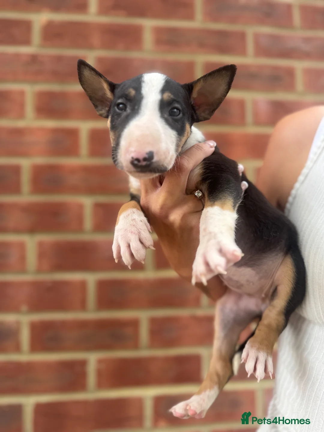 English Bull Terrier dogs for sale: ENGLISH BULL TERRIER PUPPYS - Advert 30