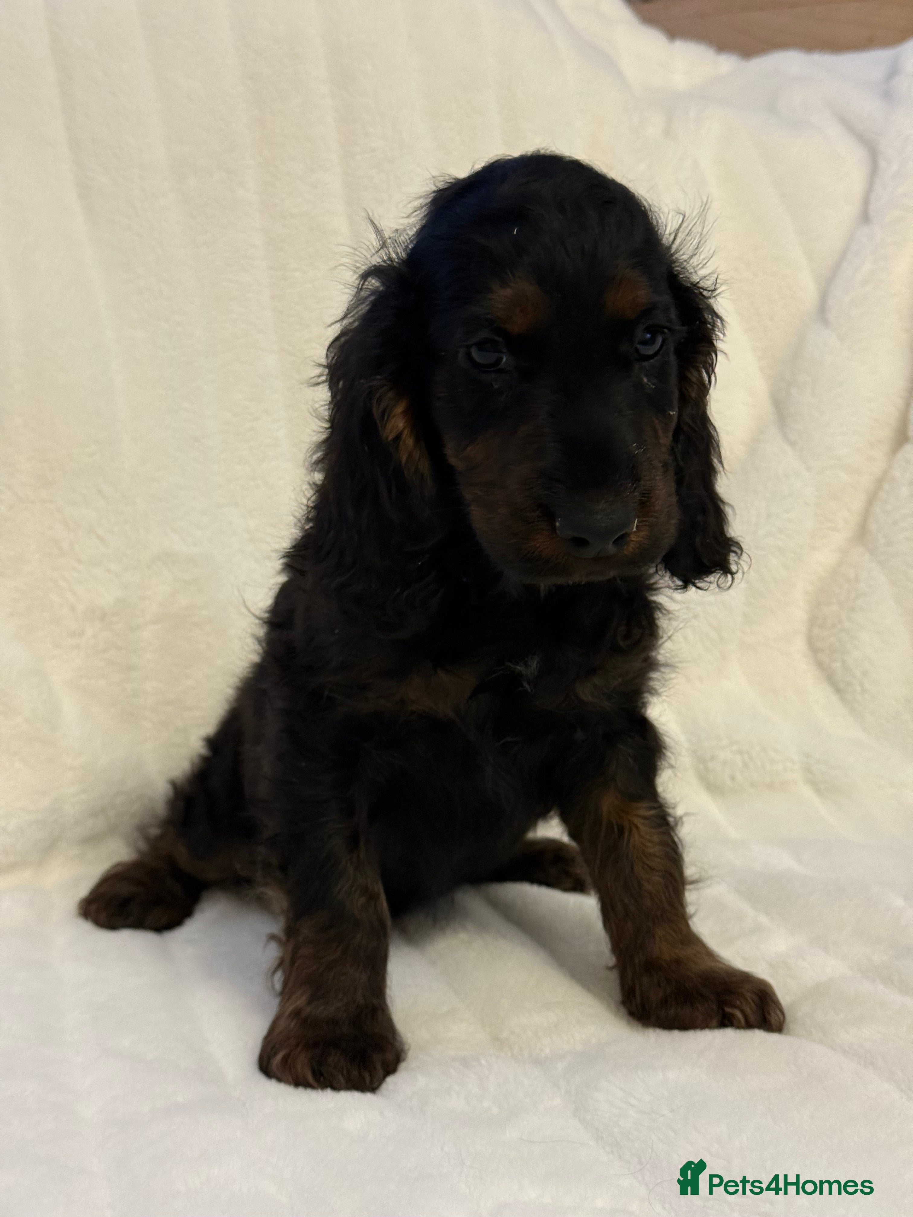 Cockapoo dogs ⭐️cockerpoo puppies⭐️ - Advert 5