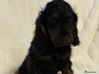 Cockapoo dogs ⭐️cockerpoo puppies⭐️ - Advert 13