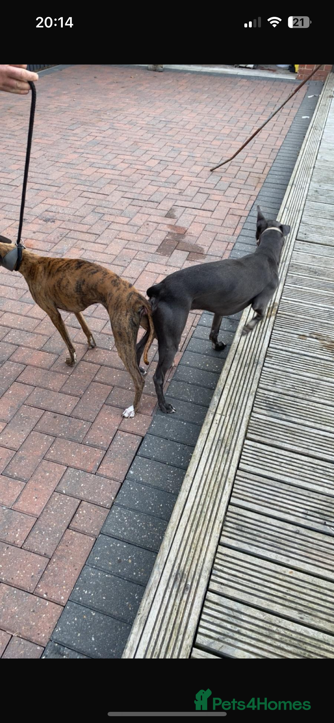 Whippet dogs for sale: Whippet pups - Image 6