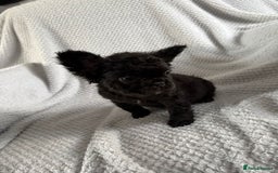 French Bulldog dogs for sale: Fluffy french bulldog puppies - Image 13
