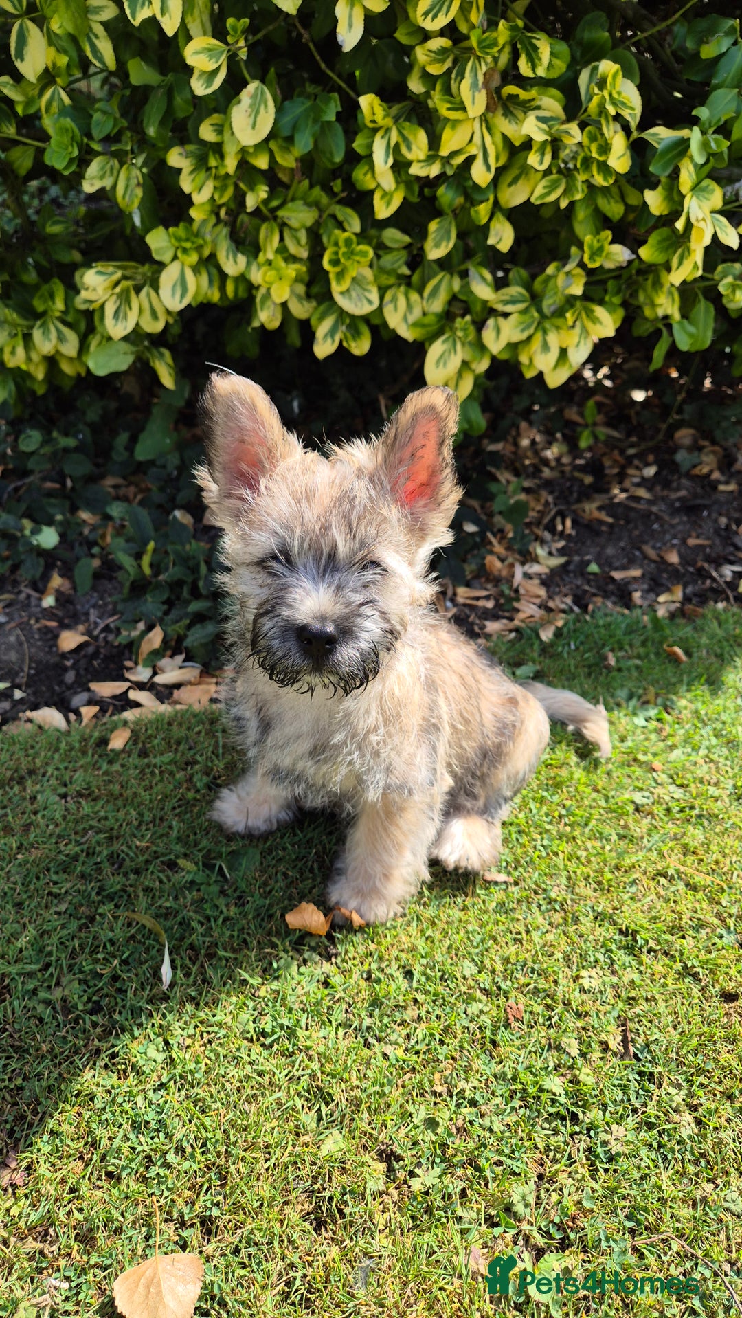 Mix Cairn Breeders Cairn Terrier Border Terrier Buy Border Terrier