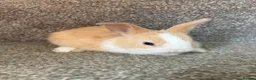 Mixed Breed rabbits for sale: Bunnies for sale - Advert 7