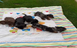 Miniature Dachshund dogs for sale: Miniature dachshounds  - Image 13