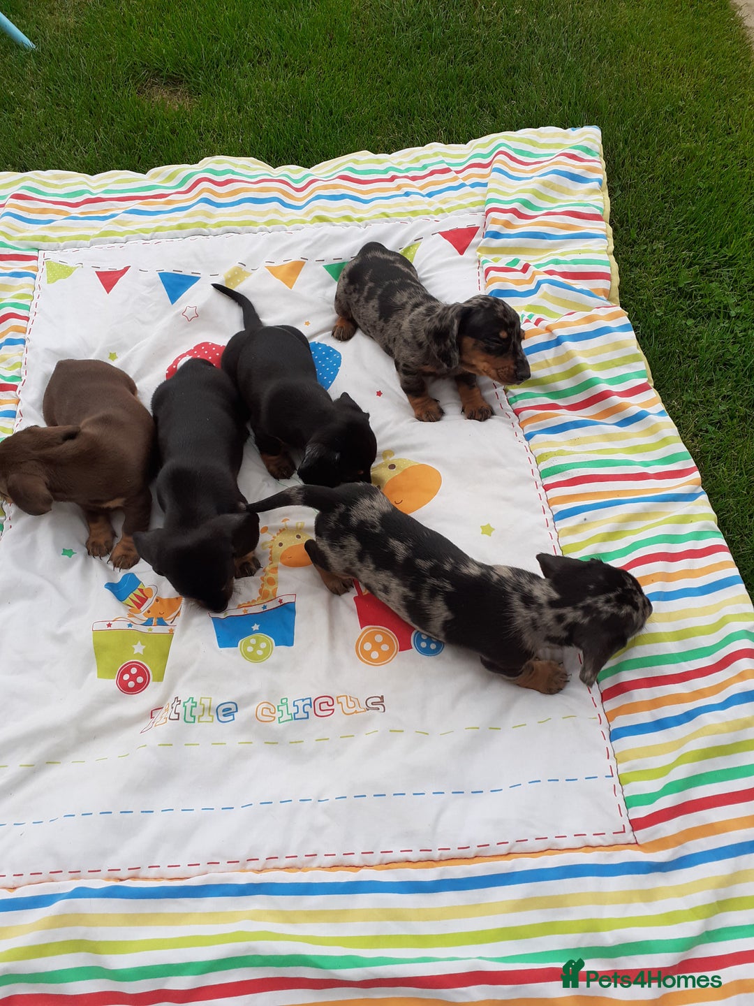 Miniature Dachshund dogs for sale: Miniature dachshounds  - Image 13