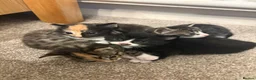 Mixed Breed cats for sale: Kittens ready to leave  - Advert 8