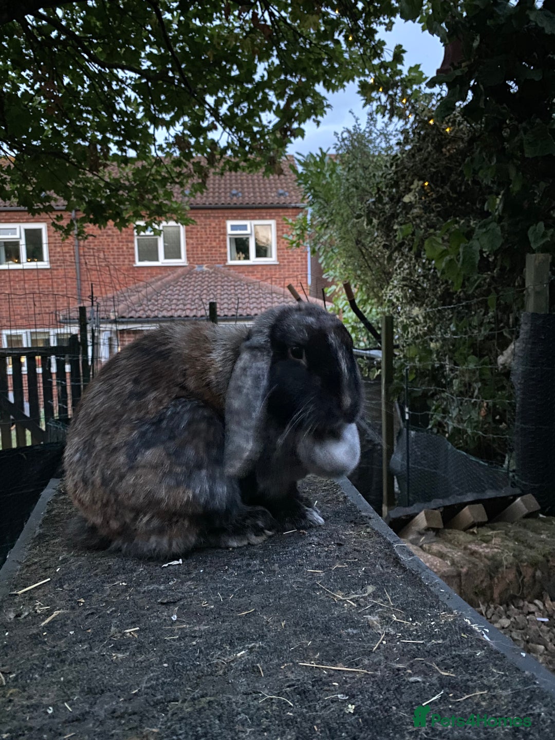 Mixed Breed rabbits for sale: 2-3 year old Lop Rabbit - Advert 3
