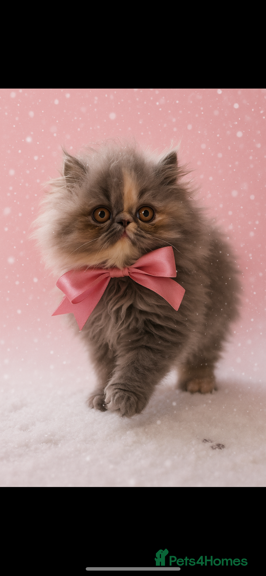 Persian cats for sale: Beautiful Female Persian Kitten🩷 - Advert 3