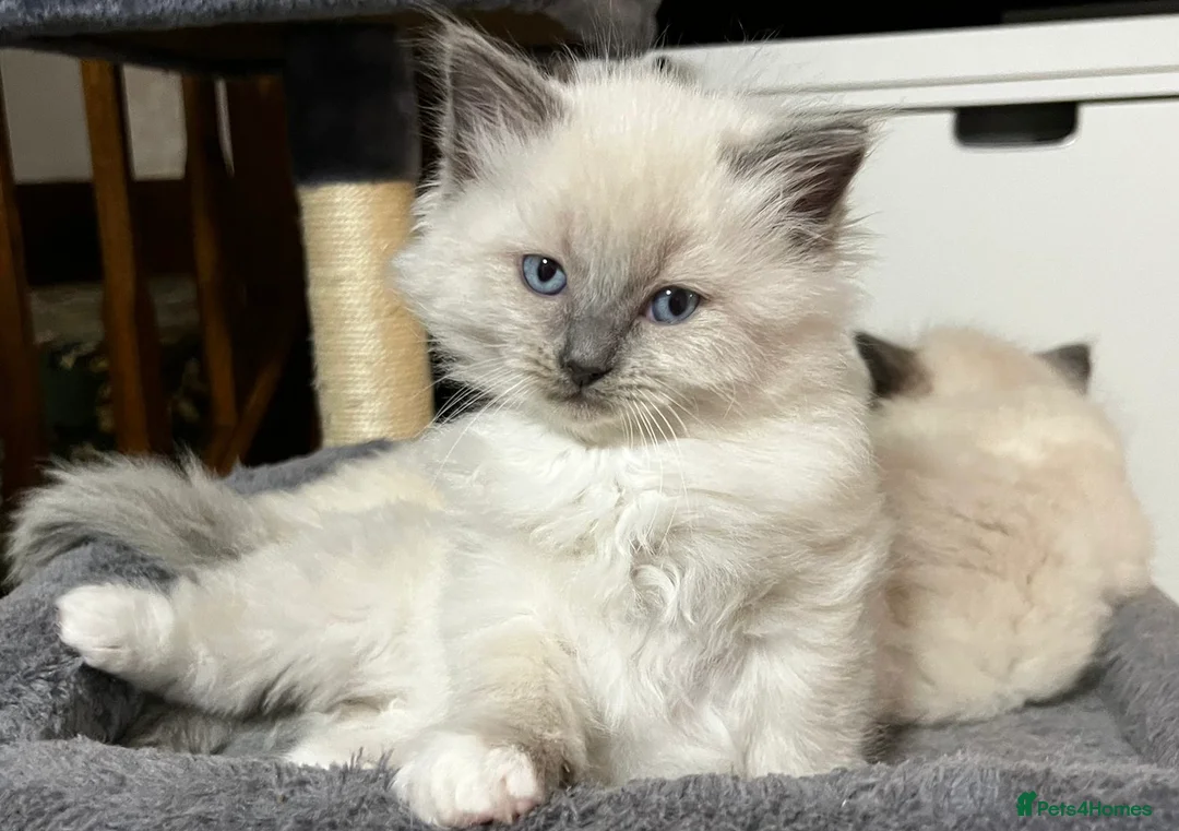 Ragdoll cats for sale: Ragdoll Kittens - Advert 30