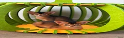Abyssinian cats for sale: 🎖🏆🏅last 2 Abyssinian kittens  - Advert 23