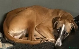 Lurcher dogs for adoption: STORMY, young female lurcher in rescue - Image 1