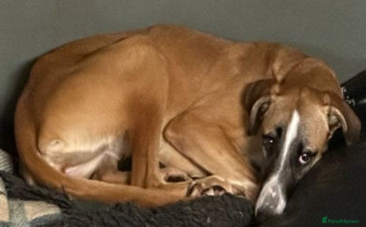 Lurcher dogs - Advert 8