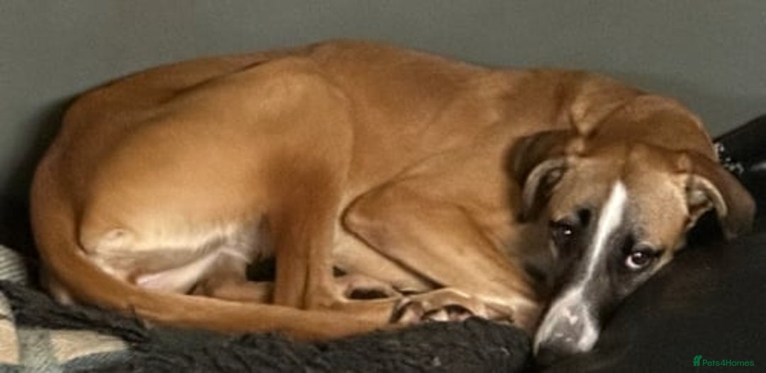 Lurcher dogs for adoption: STORMY, young female lurcher in rescue - Image 1