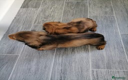 Miniature Dachshund dogs for sale: Miniature Dachshund Puppies - Image 4