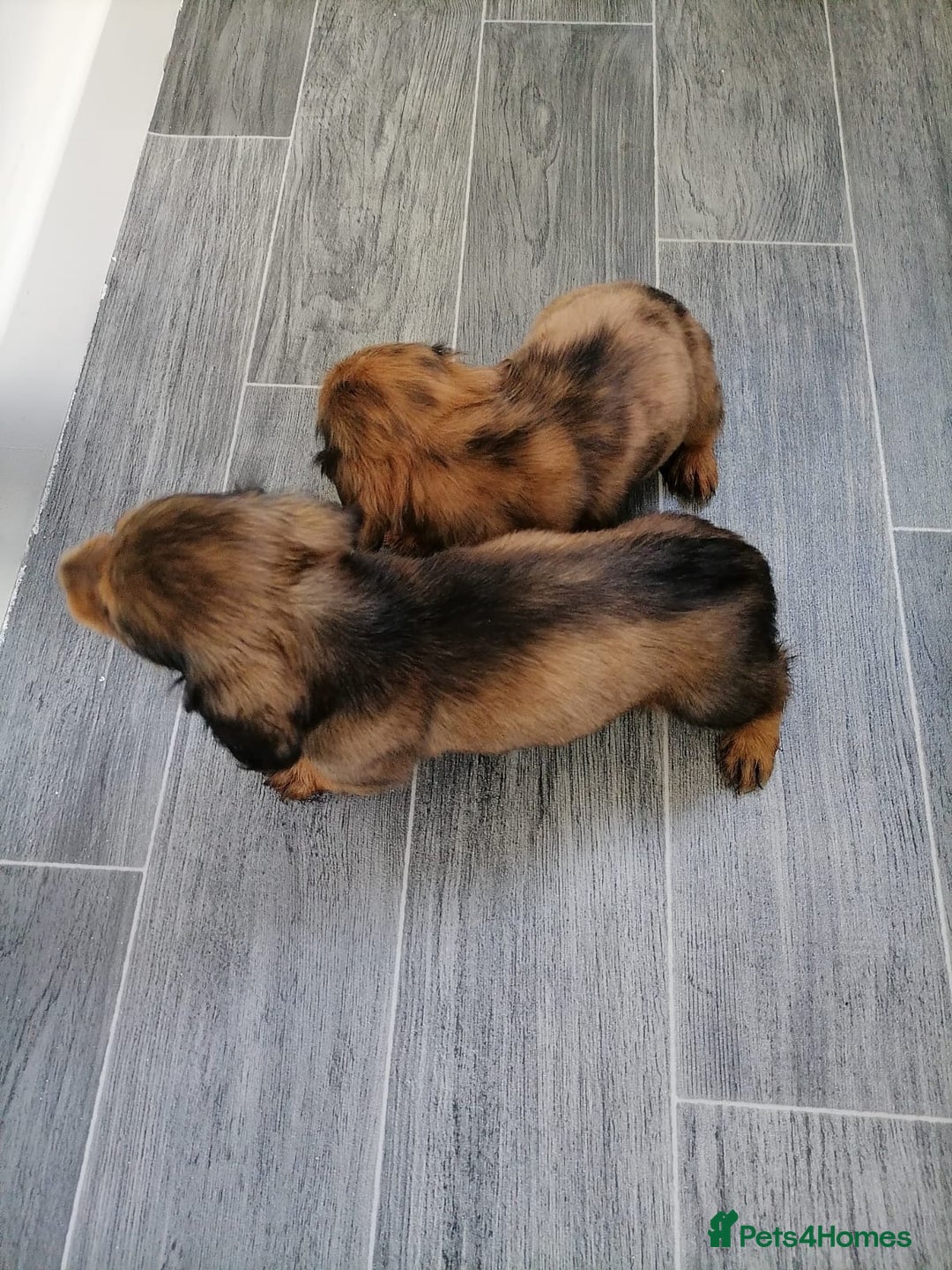 Miniature Dachshund dogs for sale: Miniature Dachshund Puppies - Image 4