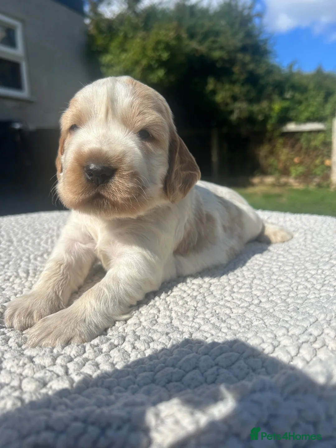 Cocker Spaniel dogs for sale: Cocker Spaniel Pups  - Advert 2