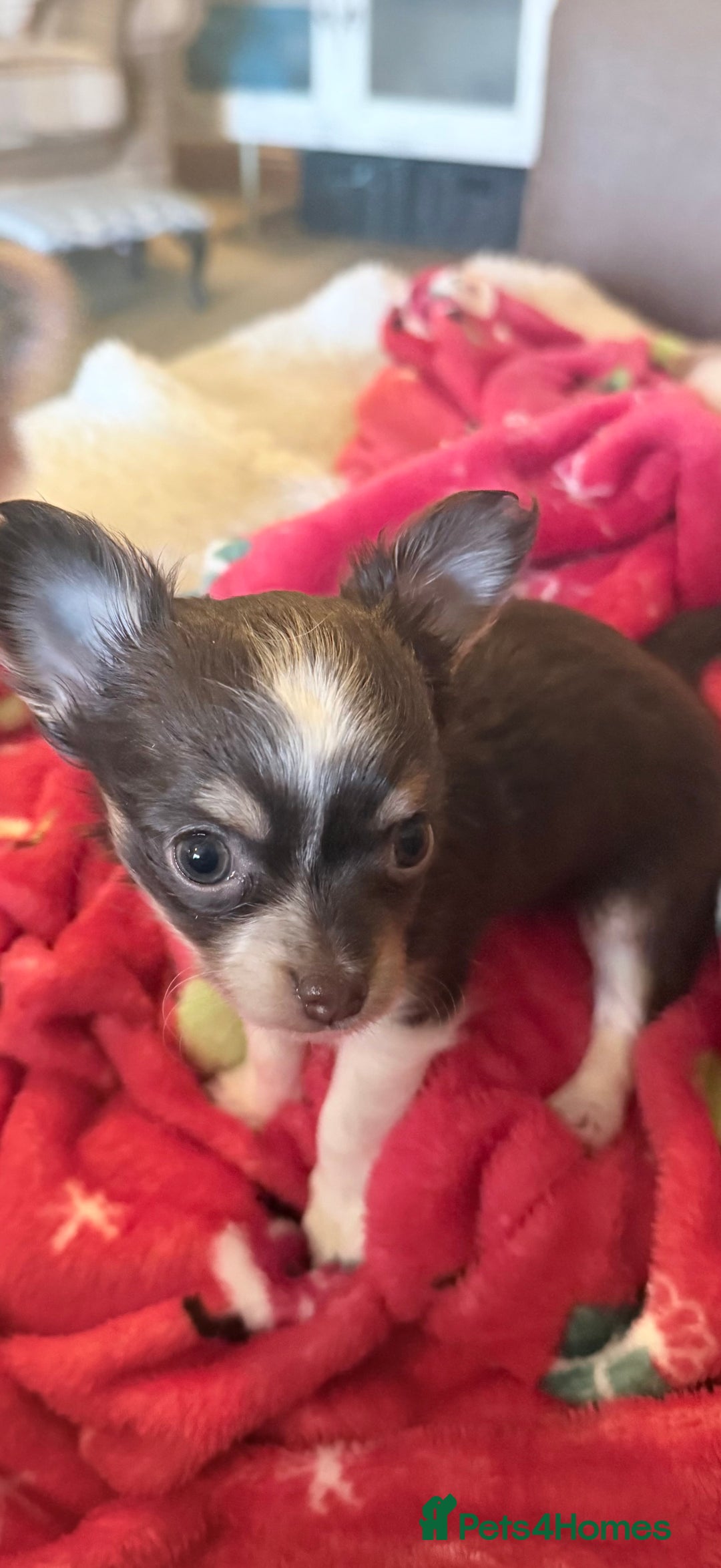 Chihuahua dogs for sale: 3 Long Haired  **  Chihuahua Puppies. 2xF, 1xM - Advert 6