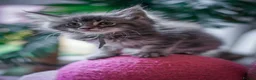 Maine Coon cats for sale:  Chunky full Maine coon kittens ready now   £795 - Advert 11