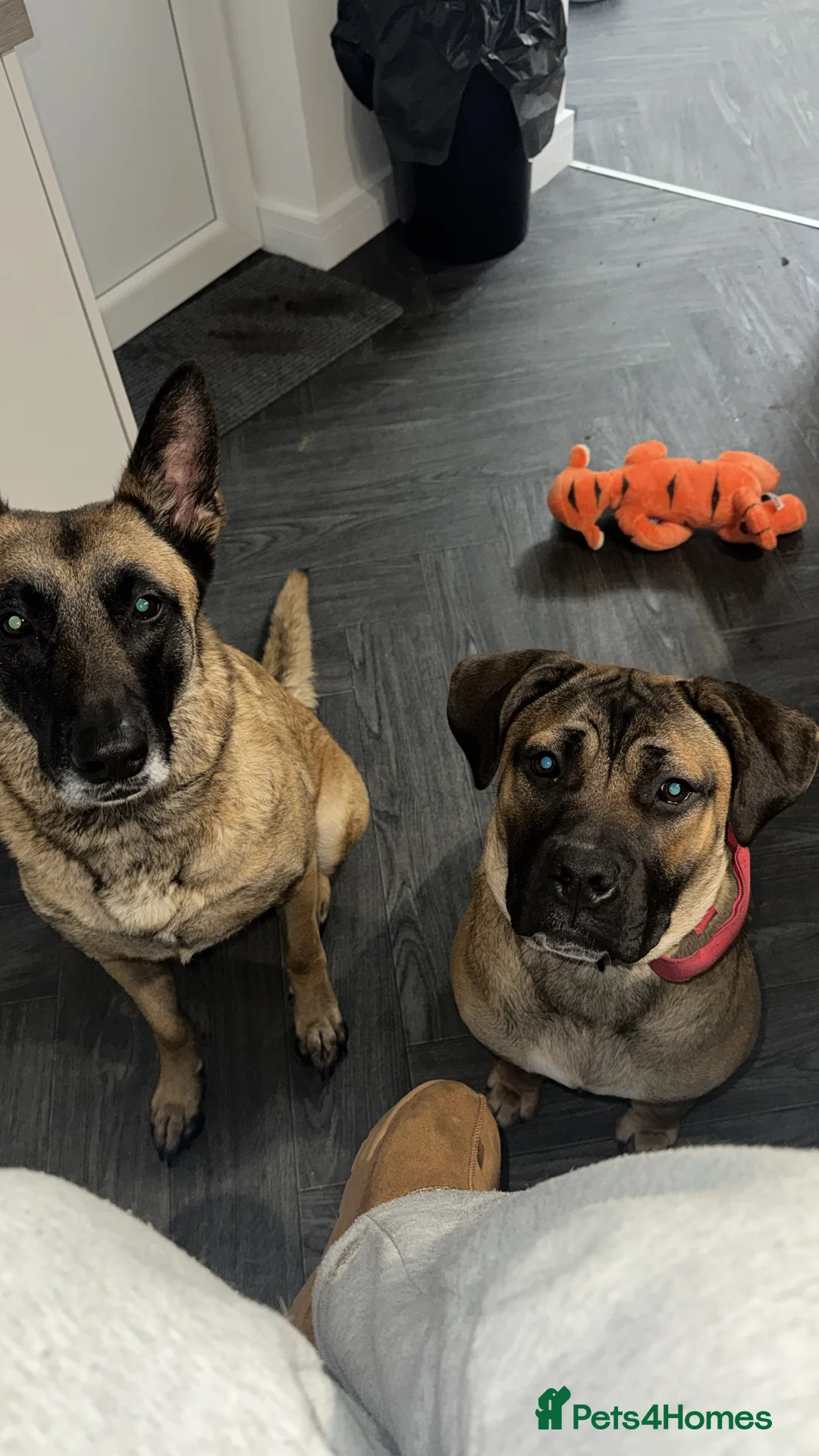 Mixed Breed dogs for sale: Cane corso x staffy - Advert 5