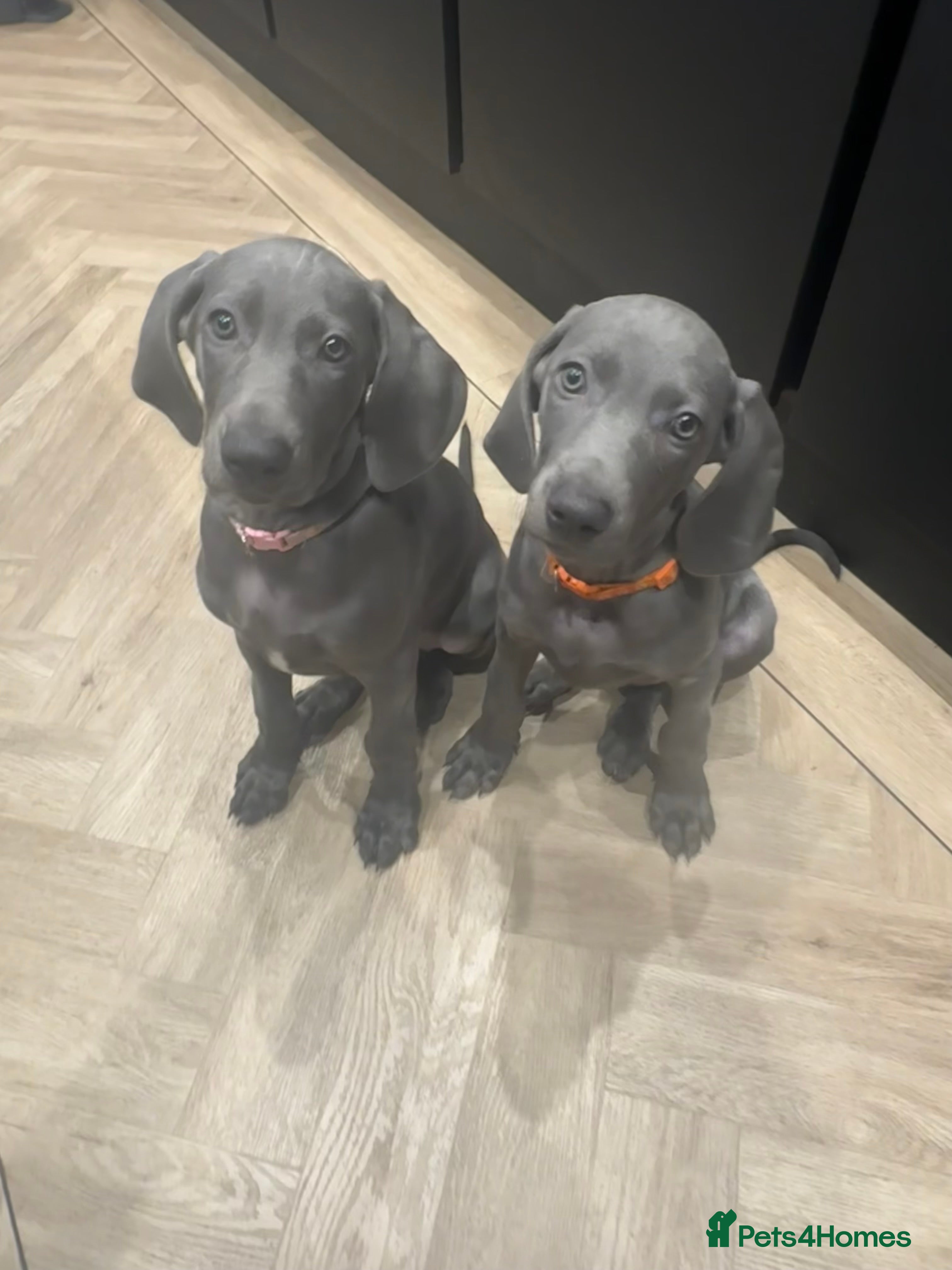 Weimaraner dogs 2 KC weimaraner girls left, ready for new home - Advert 3