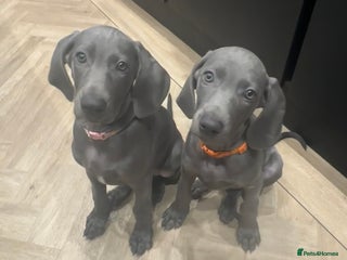Weimaraner dogs last 2 KC weimaraner girls, ready for new homes💕 - Advert 6