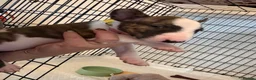English Bull Terrier dogs for sale: Stunning English Bull Terrier pups. - Advert 7