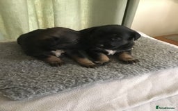 Mixed Breed dogs for sale: German cross Caucasian pups - Image 2