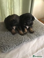 Mixed Breed dogs - Advert 8