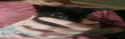 Mixed Breed cats for sale: Black kittens for sale  - Advert 3