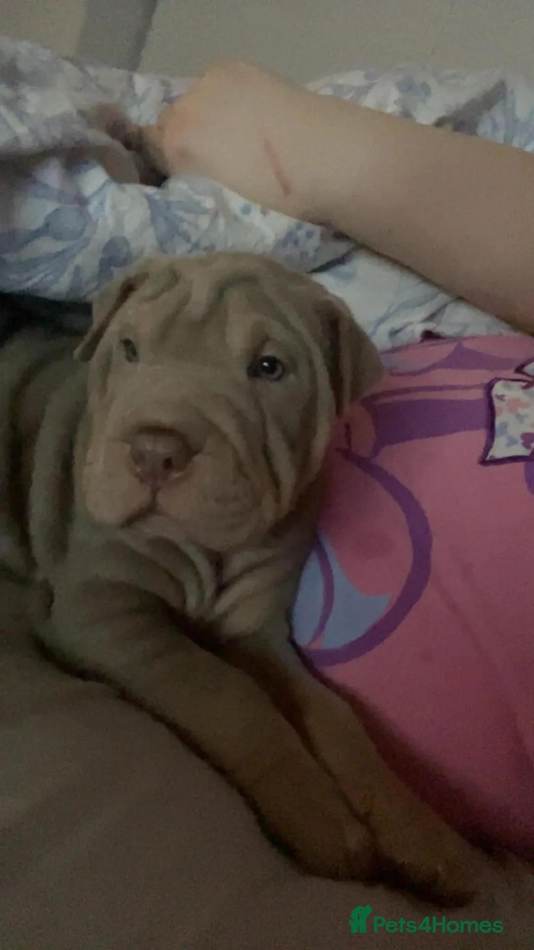 Shar Pei dogs for sale: Full breed shar pei  in Manchester - Advert 2