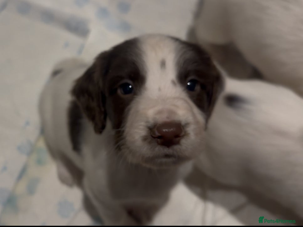 English Springer Spaniel dogs Ftch lines Kc reg working English springers  - Advert 17