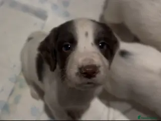 English Springer Spaniel dogs Ftch lines Kc reg working English springers - Advert 17