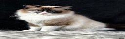 Ragdoll cats for sale: Ragdoll female ACTIVE GCCF registered  - Advert 13