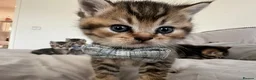 British Shorthair cats for sale: Golden BSH Kittens  GCCF Registered - Chunky bear  - Advert 7