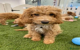 Cockapoo dogs for sale: 🐾STUNNING F1 COCKERPOOS REG BREEDER🐾 - Image 8