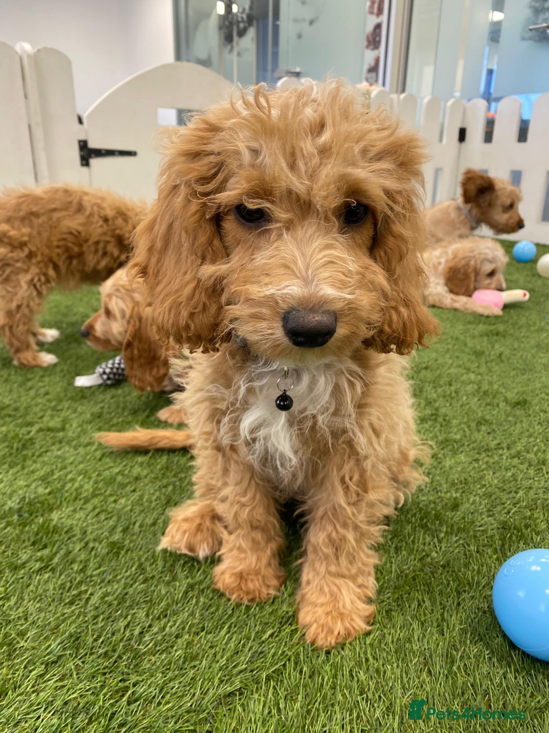 Cockapoo dogs for sale: 🐾STUNNING F1 COCKERPOOS REG BREEDER🐾 - Image 8