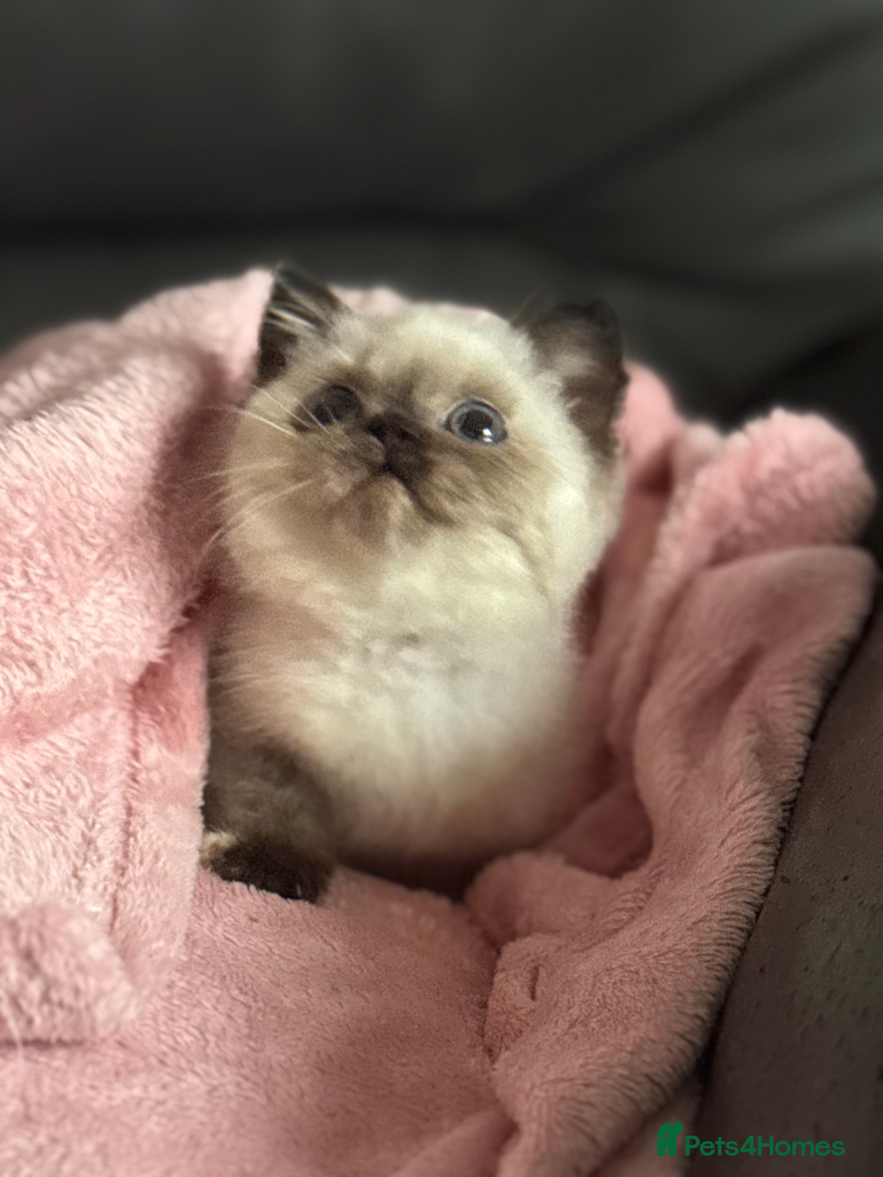 British Shorthair cats Chocolate tortie cpt TICA reg ready January  - Advert 8