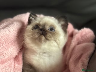 British Shorthair cats Chocolate tortie cpt TICA reg ready January - Advert 5