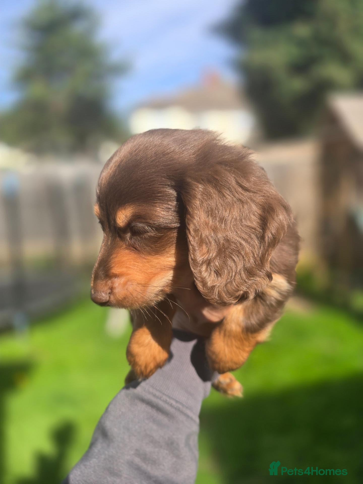 Miniature Dachshund dogs Ready to leave, born 04/08 - Advert 2