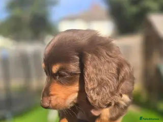 Miniature Dachshund dogs Ready to leave, born 04/08 - Advert 2