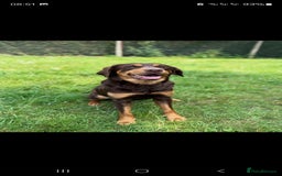 Labrador Retriever dogs for sale: Gorgeous Labradors babys looking for forever home - Image 10