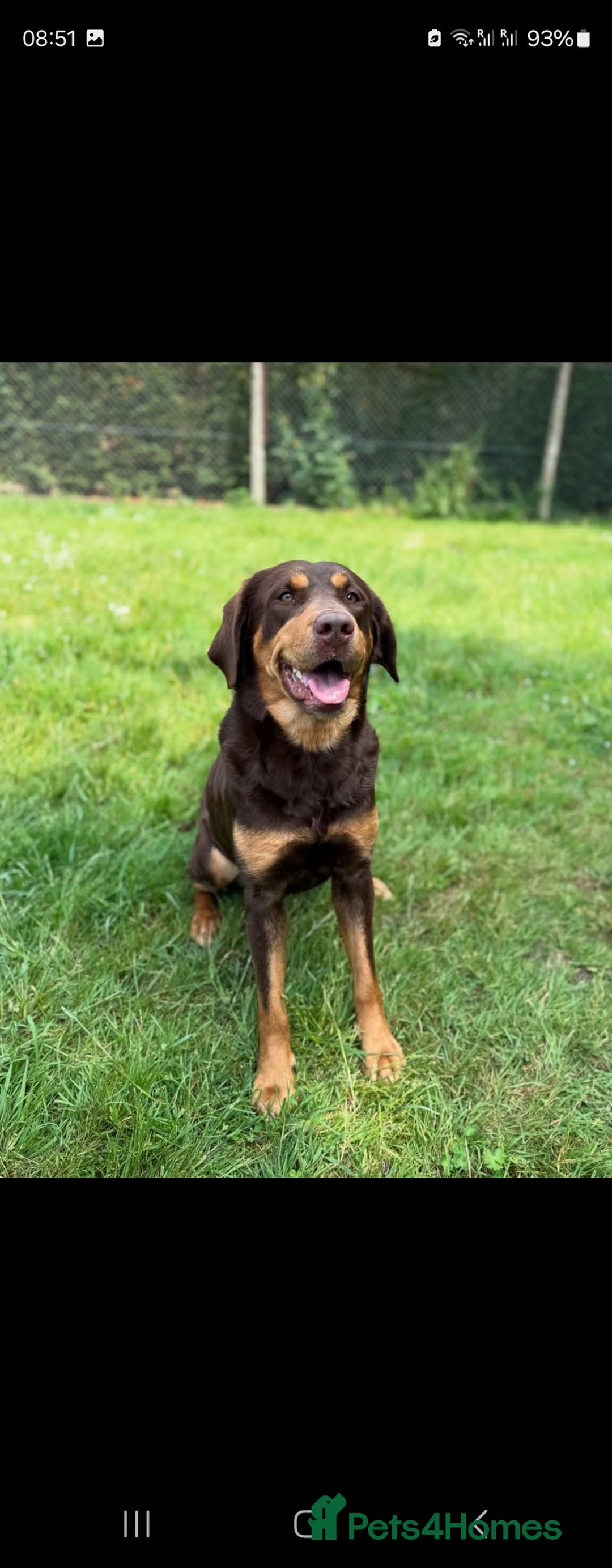 Labrador Retriever dogs for sale: Gorgeous Labradors babys looking for forever home - Image 10